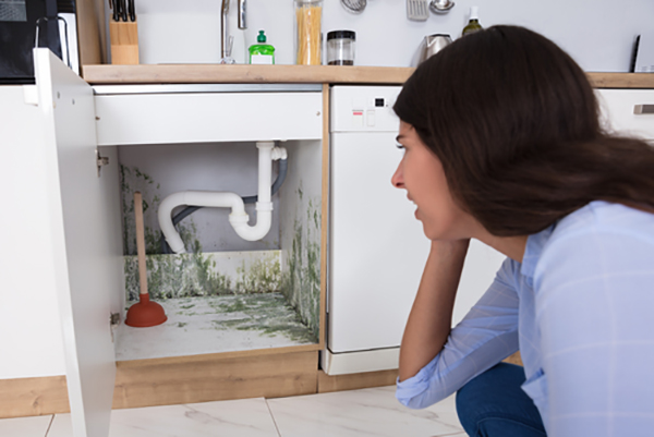 Causes Of Mold In The Kitchen And How To Avoid It Home Matters Ahs