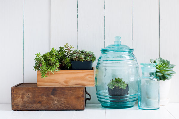 Indoor plants in glass containers