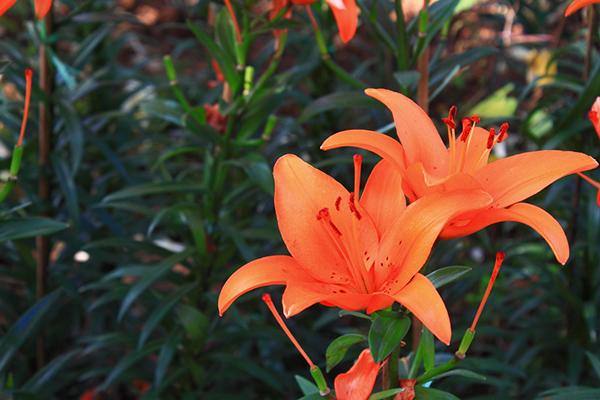 Day lily perennial