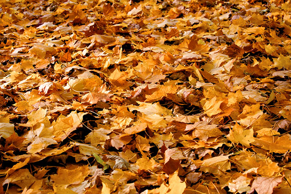 pile of fall leaves