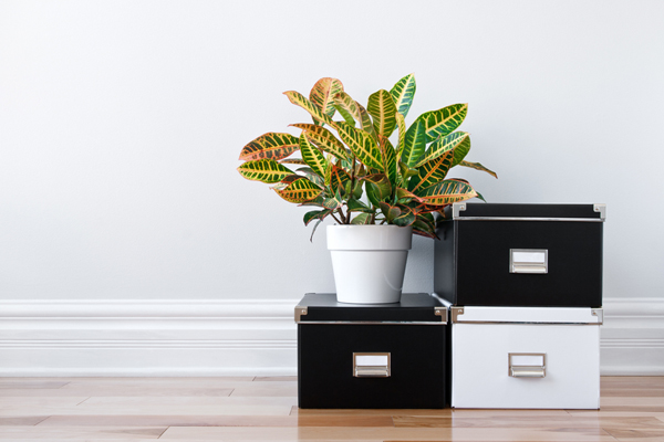 House organization