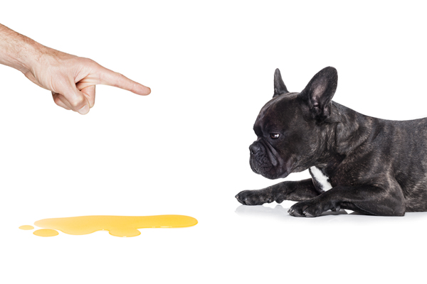 Pet Stain