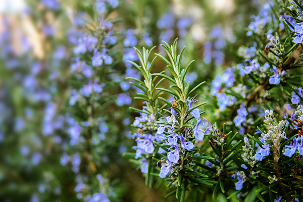 Rosemary perennial