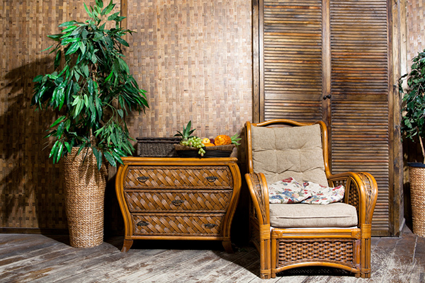 indoor Wicker Furniture Next to Ficus